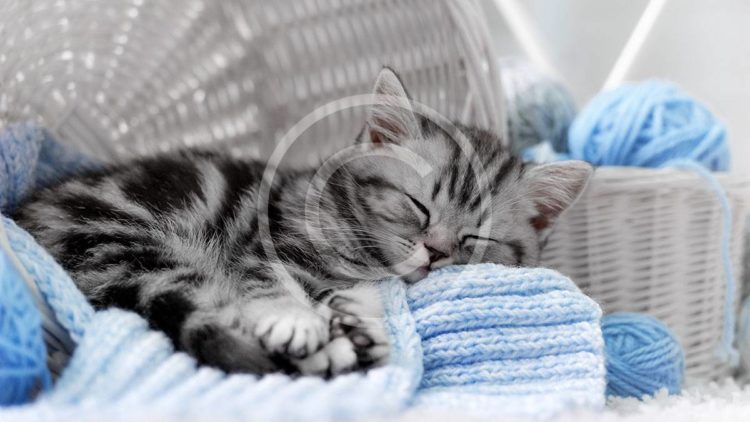 pets11.jpg
